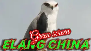 Green screen