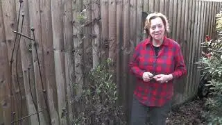 How to prune an unknown variety of Clematis