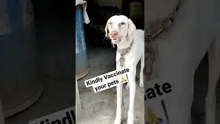 Vaccination is most important 🙏 #trending #viral #dog #trendingshorts #video #viralshorts #shorts