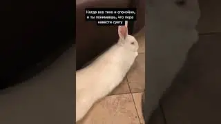 Эльза - мега активный кролик 🐇 