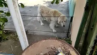 животные помнят  добро