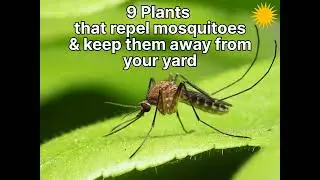 Do you know 9 plants ☘️ that repel mosquitoes 🦟