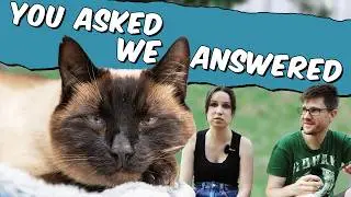 Waiting For Cats and Answering Your Questions