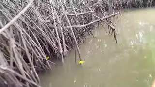 Mangrove Forest(കണ്ടല്‍ക്കാട്)മലയാളം