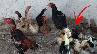ПАРВОЗЛАР УЧУН МАХСУС...БУГУН БОНУС КИЛАМИЗ...(ОХУНОВ ТВ)