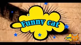 Best Funny Cats Videos Compilation   Приколы с котами #3