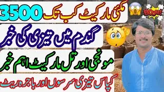 gundam today rate ||maki or monji aj ka rate ||ghala mandi punjab rate today