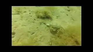 Дайвинг/