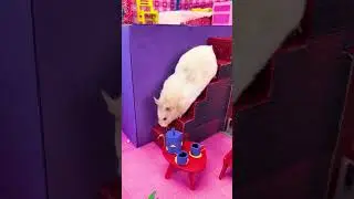 Мой хомячок! 