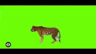 tiger ALL POSE GREEN SCREEN || no copyright.....100% copyright free
