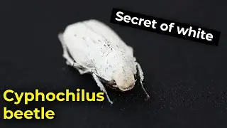Cyphochilus beetle's Secret of white | New Super-White Material