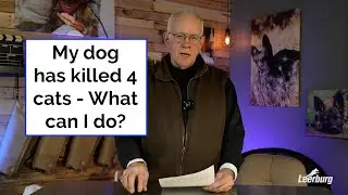 My Dog Has Killed 4 Cats - What Can I Do?