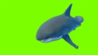 Great White Shark (Green Screen)