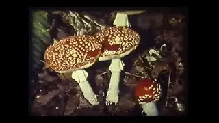 Fungus - Made in M & Walterwarm (video snippet / FULL LP OUT NOW)