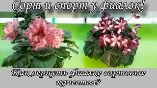 Сорт и спорт у фиалок! Показываю на своих фиалках как вернуть фиалке сортовое цветение)