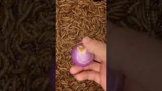 100000 Mealworms Eating Onion 