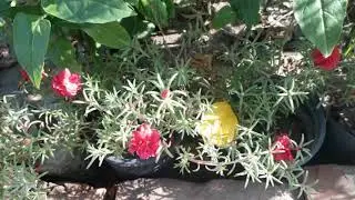 Red Color Portucala/9 o,clock/office time/Guly dhuphari /hybrid variety