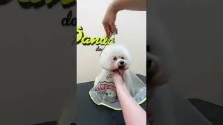 Стрижка Бишона