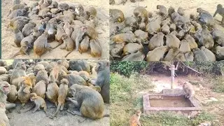 Monkeys Eating Food And After Drink Water #monkey #drink #water