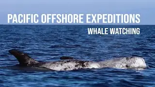 Pacific Offshore: December 18, 2022