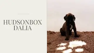 Hudsonbox Dalia @ 4 weeks old
