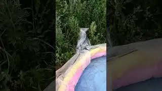 экосистема в собачьем фонтане