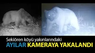Sekiören yakınlarındaki ayılar kameraya yakalandı