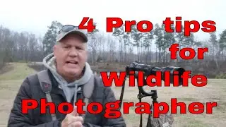 Mastering Wildlife Photography: 4 Pro Tips For Stunning Shots