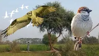 hunting video| hunting in pakistan | hunting zone 786