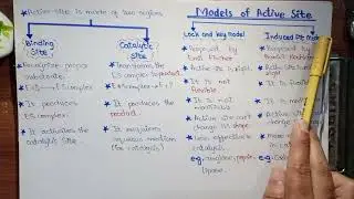 Mechanism Of An Enzyme Action | Induced Fit And Lock And Key Model | Class 11