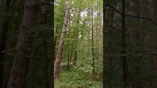 в лесу