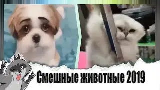Best funny animals 2019 / / Selection of the best jokes with cats to the music.// Merry Shurik_