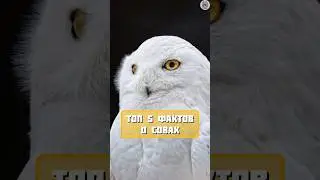 топ 5 фактов о совах #факты #животные #топчик #интересно