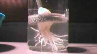 Garlic Clove Root Growth with Time Lapse.