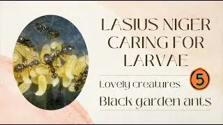 Lasius niger caring for Larvae 05