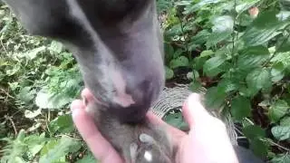 Pit bill kills baby rabbit.