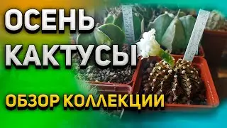 Осень и кактусы. Уход за кактусами. Обзор кактусов.