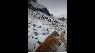 🐕 köpek 🌹