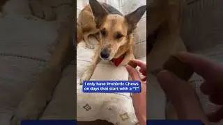 “I only have a probiotic chew on days that start with a T” 👩‍⚕️🐶#shorts