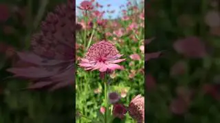 Новая Голландия🌿Сад трав🌿12 июня 2024🌿 
