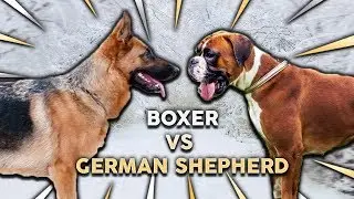 GERMAN SHEPHERD vs BOXER! What's The Best Family Guard Dog?