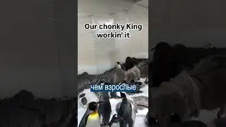 Птенец пингвина ПЕРЕРОС ВСЕХ ВЗРОСЛЫХ