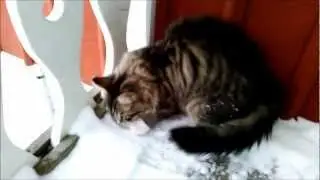 First time in the snow for our kitten.