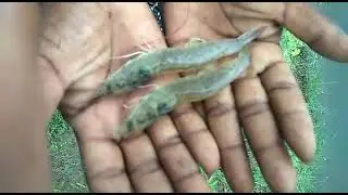 VANNAMEI SHRIMP CHECK NETS MONITORING-100 count