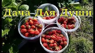 КЛУБНИКА отплодоносила...что дальше?