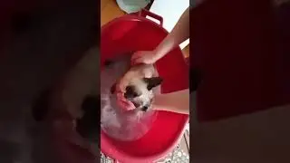 Котик наших друзей!