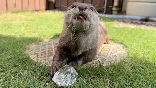 夏を乗り越える！氷三昧カワウソ！ Surviving the Summer! Ice-thirsty otter!