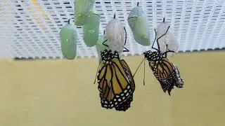 Бабочка Монарх 1