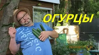 Огурцы.Конечный результат.Конец эксперемента.