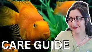 Are Blood Parrot Cichlids Right for You? Full Care Guide